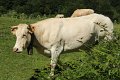 (93) Au plateau de Sanchèse